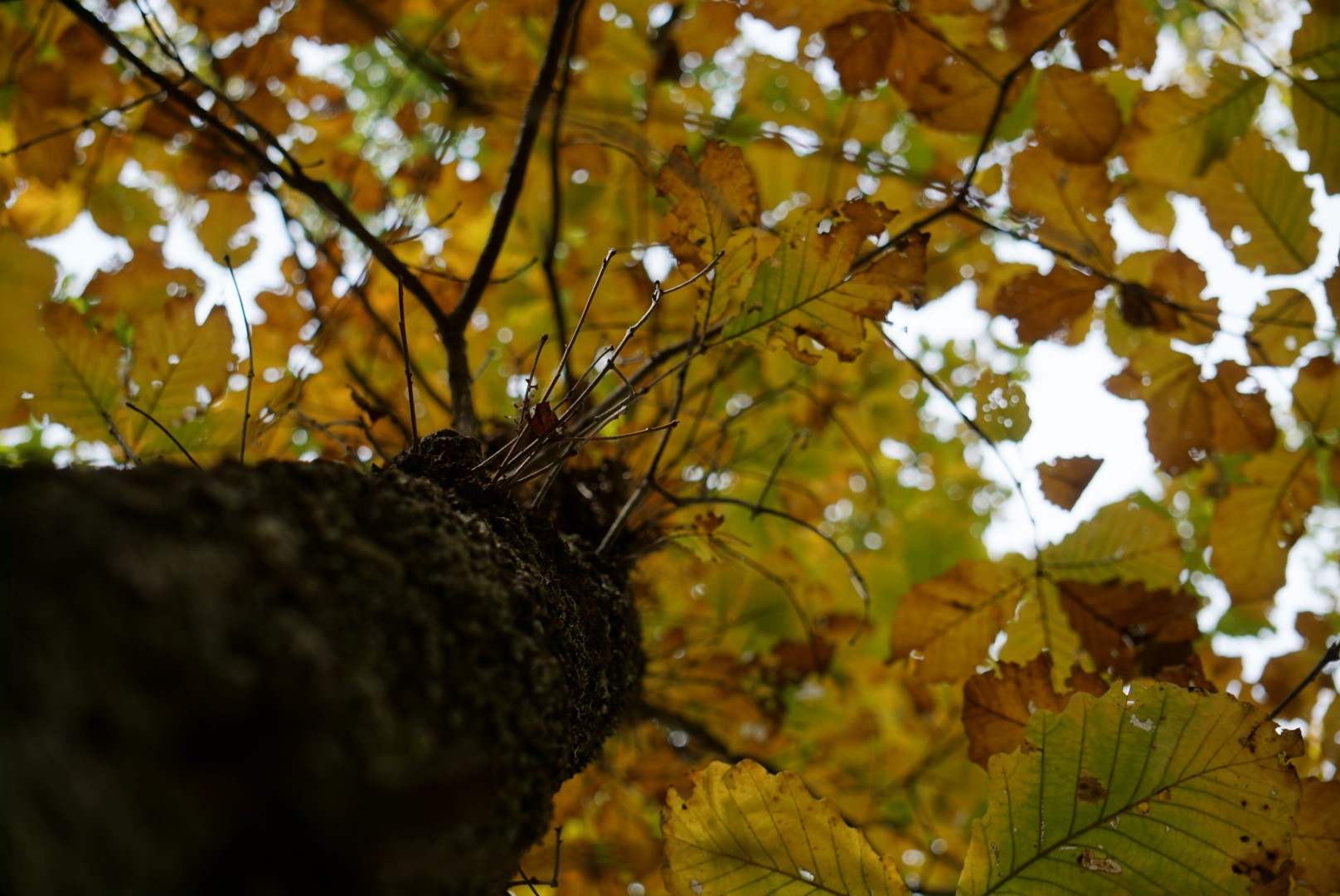 Public profile header image