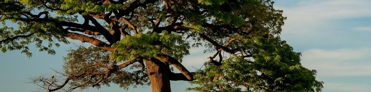 Public profile header image