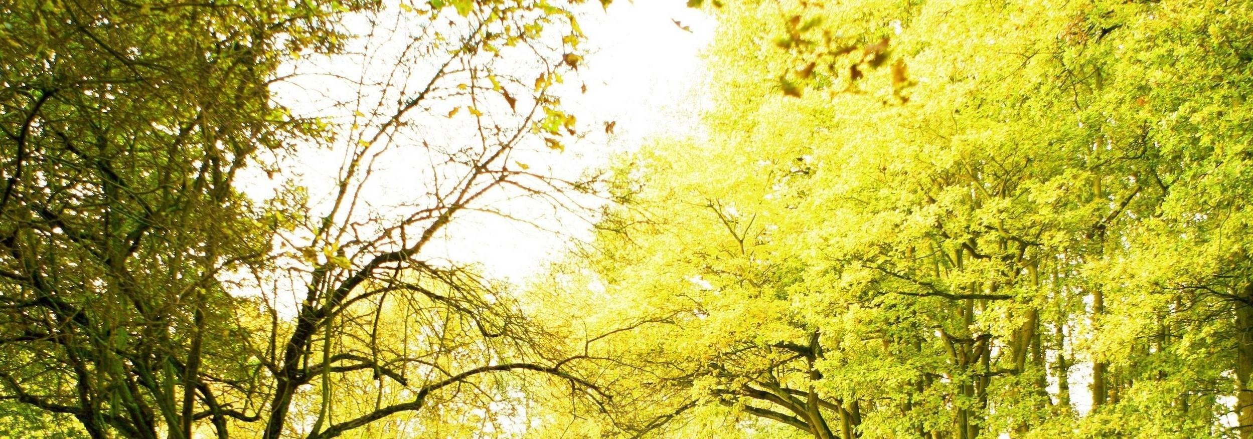 Public profile header image