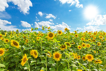 Public profile header image