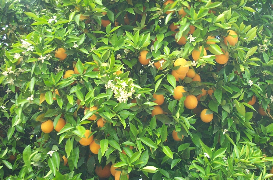 Public profile header image
